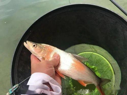 娱乐吃瓜酱钓鱼视频,娱乐吃瓜酱带你揭秘钓鱼视频背后的趣味与技巧