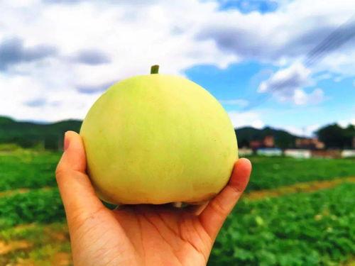 吃甜蜜蜜瓜视频,尽享夏日清新美味